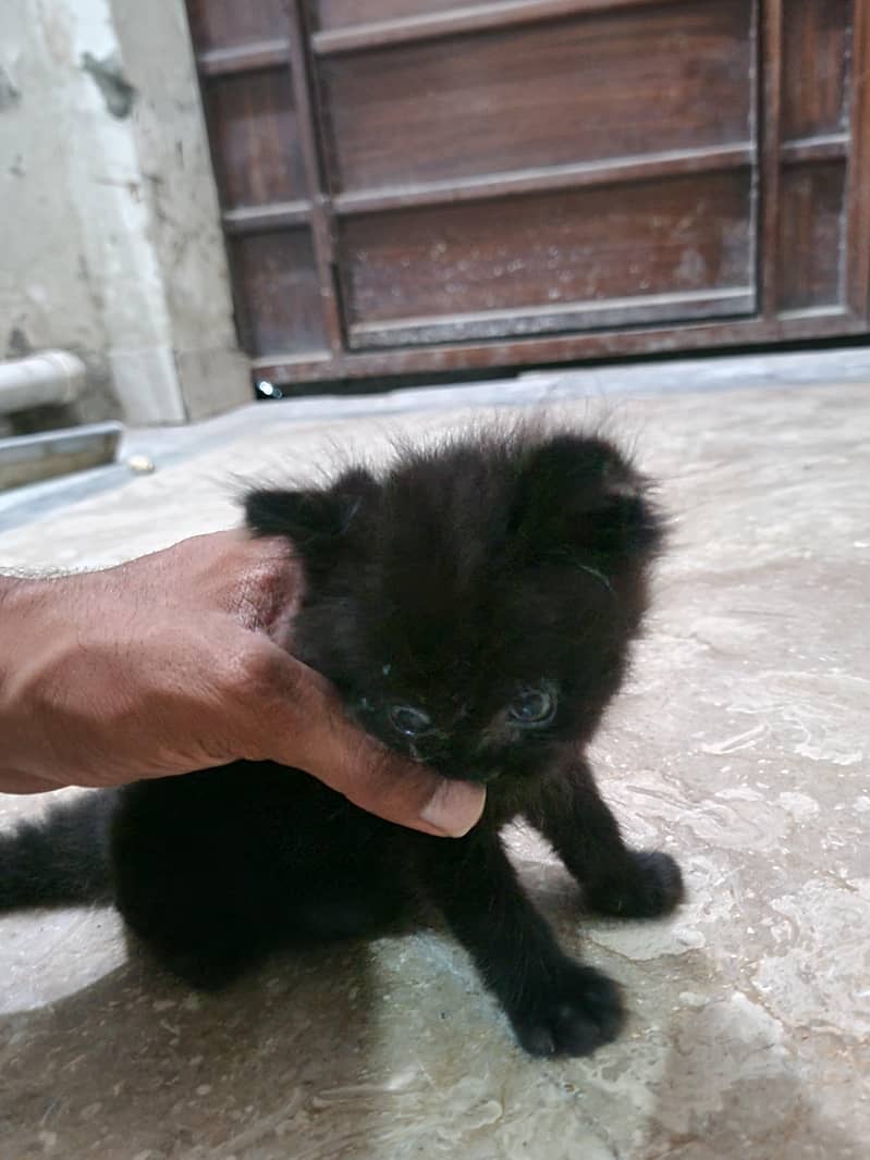 persian kitten 2