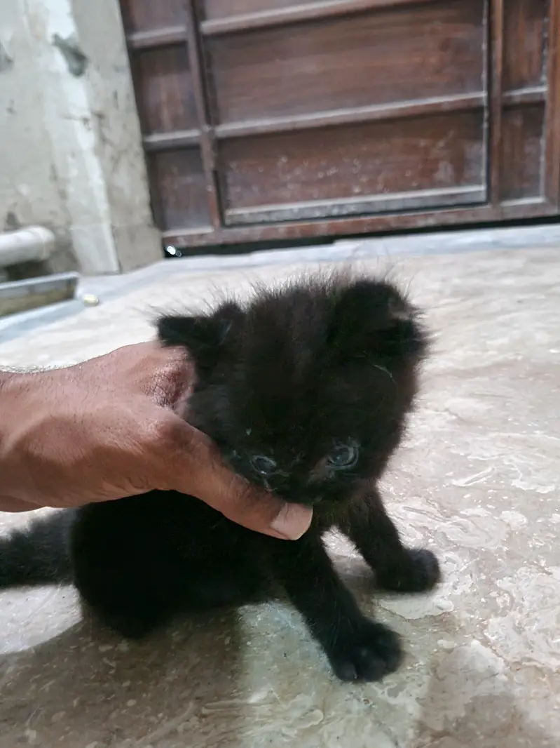 persian kitten — photo 3