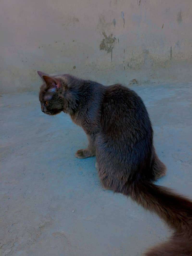 Persian cat 0