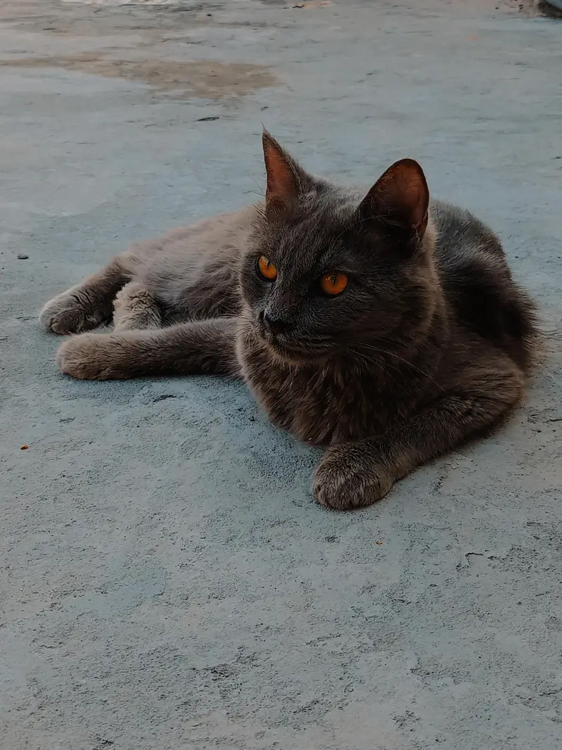 Persian cat — photo 2