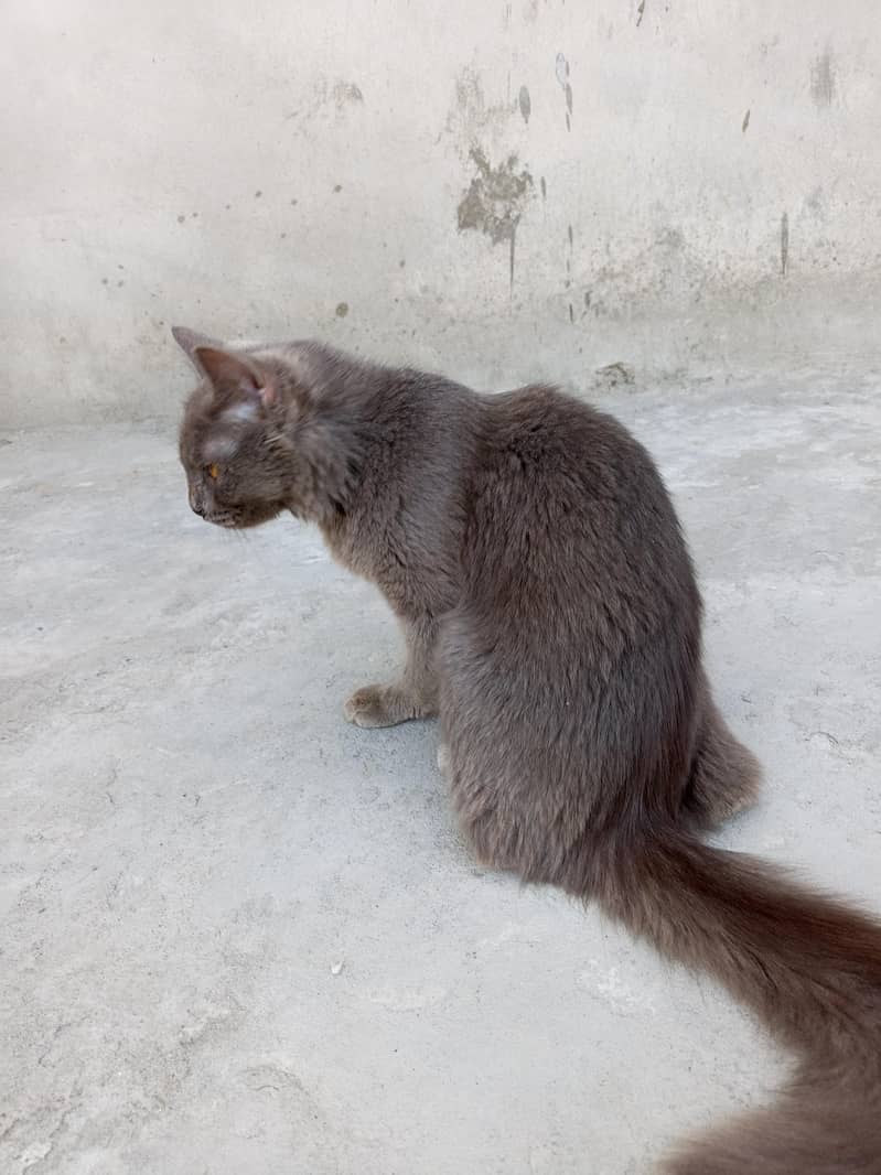 Persian cat 2