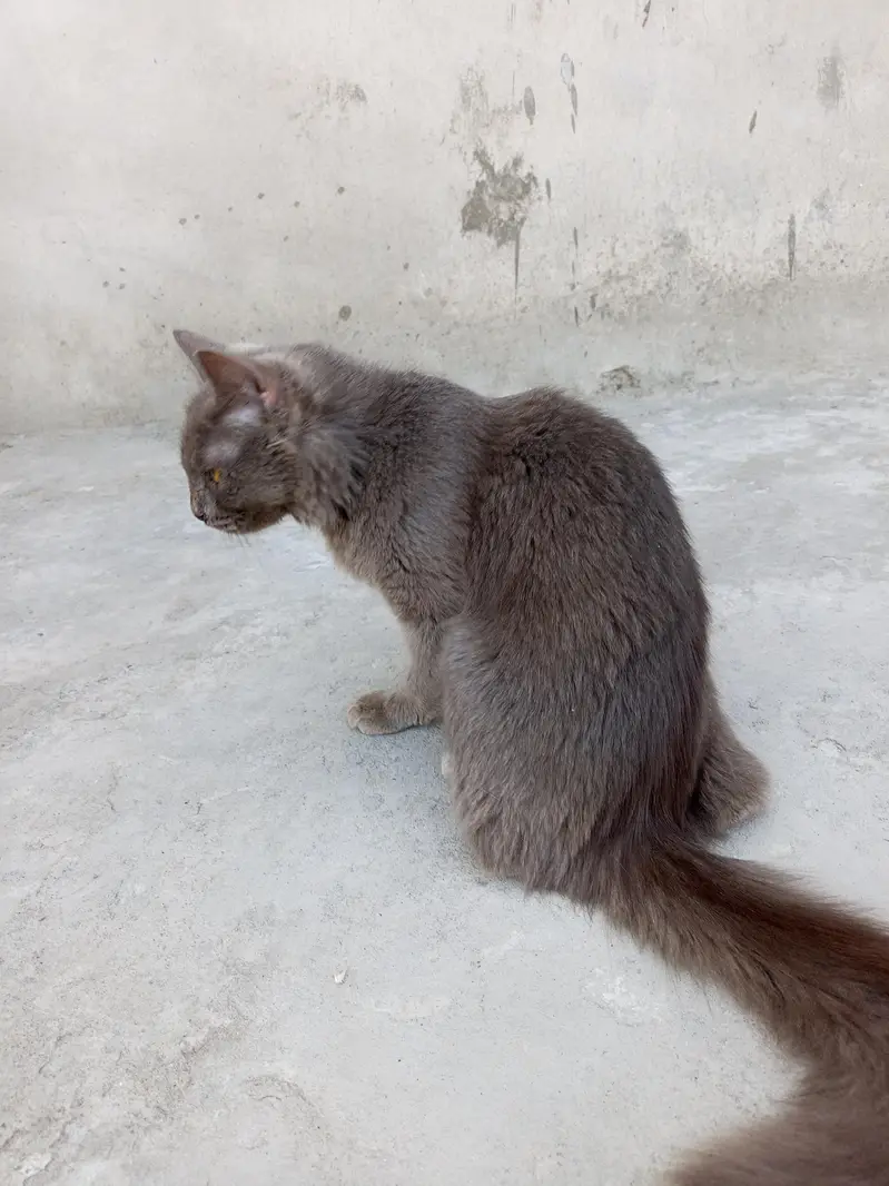 Persian cat — photo 3