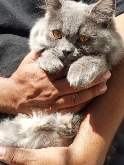 Persian cat female 6 months old