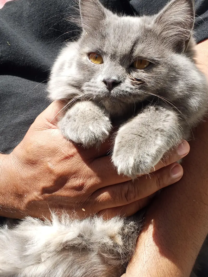 Persian cat female 6 months old — photo 2