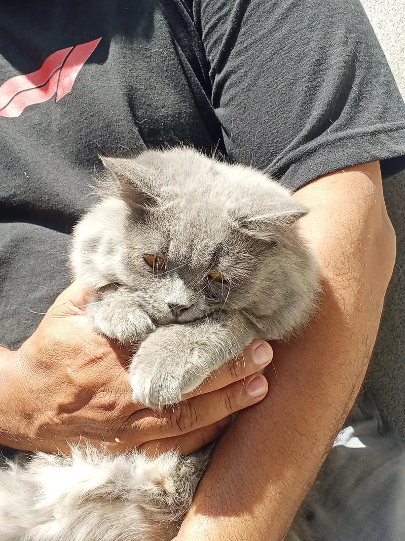 Persian cat female 6 months old — photo 3