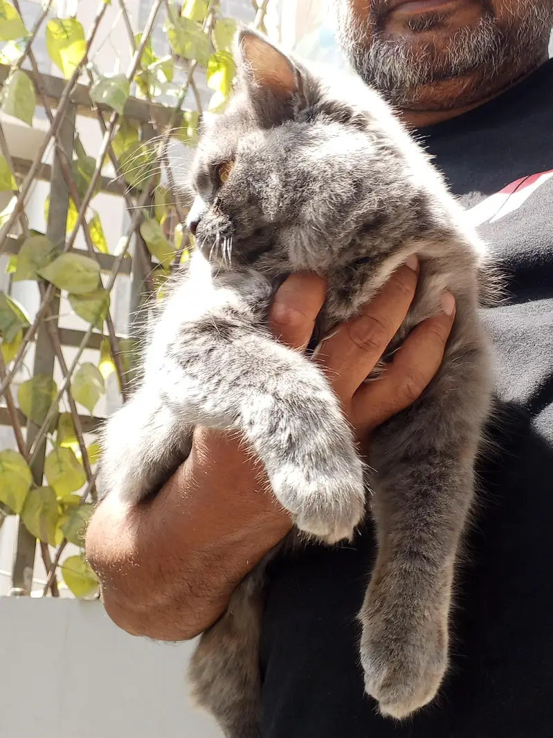 Persian cat female 6 months old — photo 4