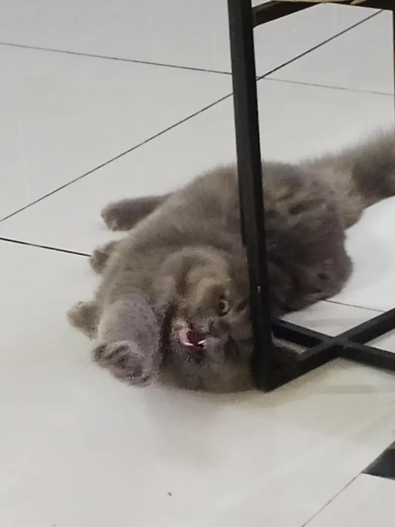 Persian cat female 6 months old — photo 6
