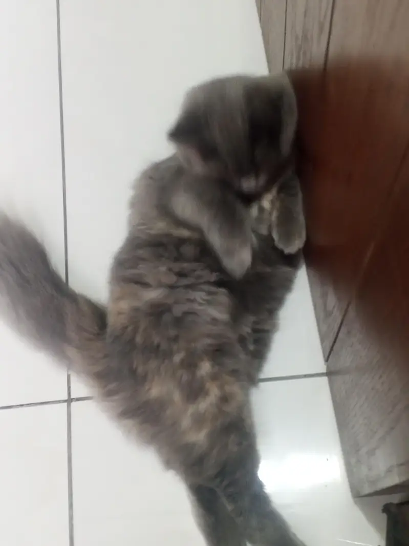 Persian cat female 6 months old — photo 7