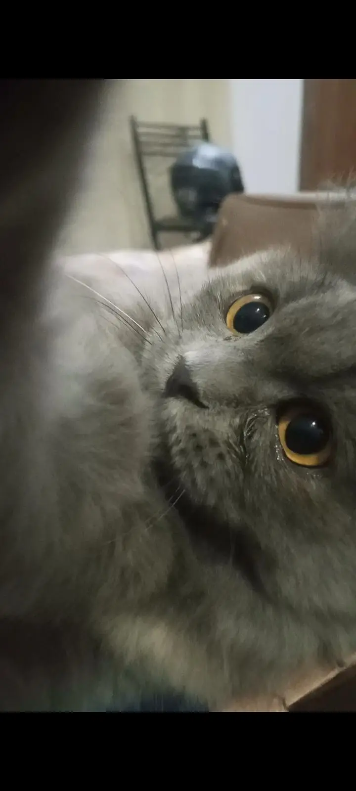 Persian cat female 6 months old — photo 8