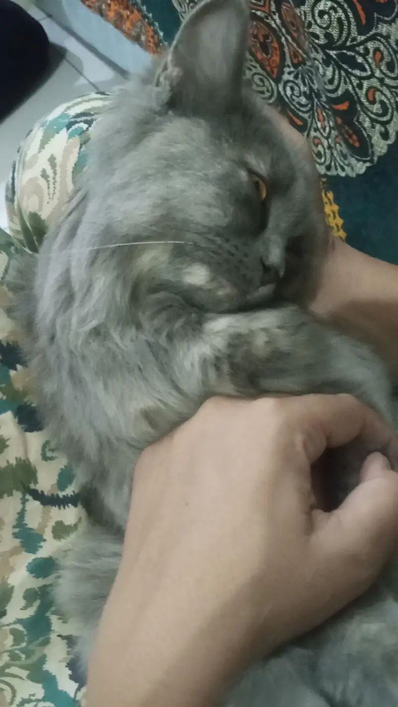 Persian cat female 6 months old — photo 9