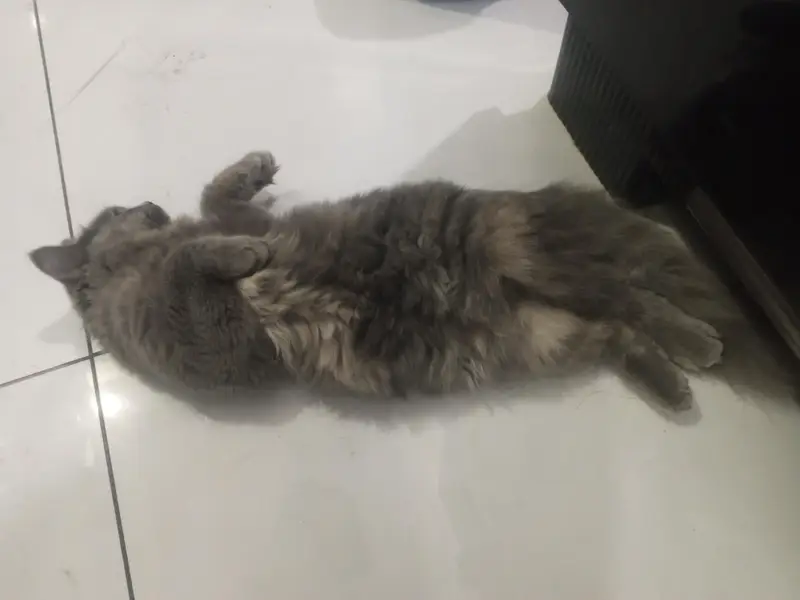 Persian cat female 6 months old — photo 10