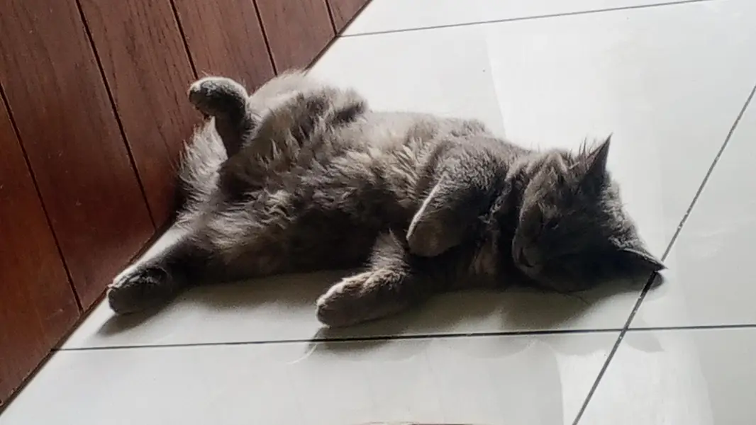Persian cat female 6 months old — photo 11
