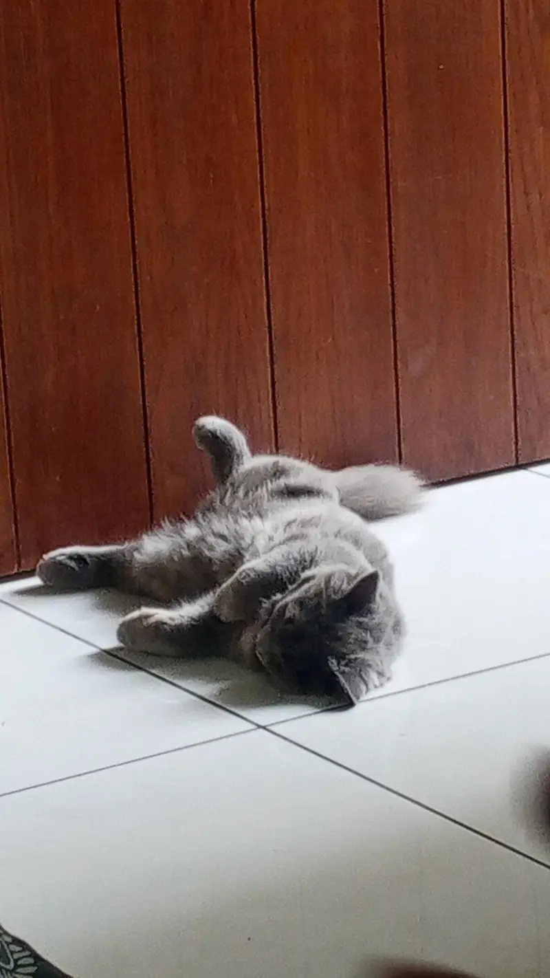 Persian cat female 6 months old — photo 12