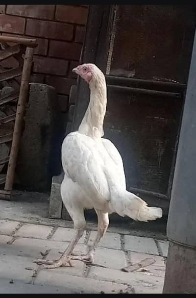 pure Heera white