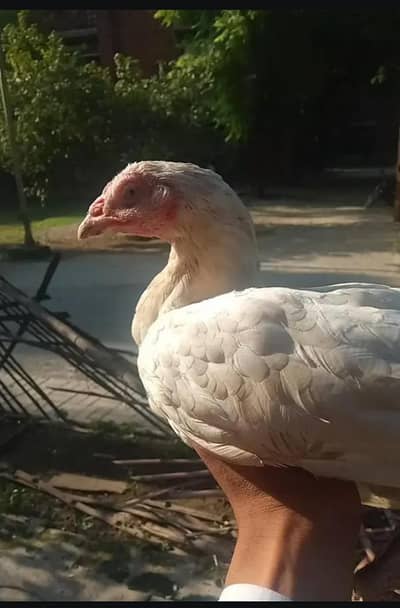 pure Heera white