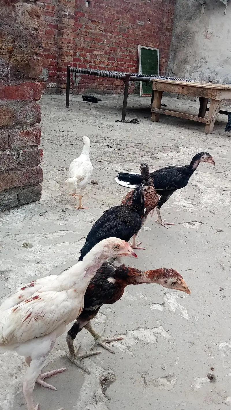 6 butiful. and healthy chicks. — photo 2