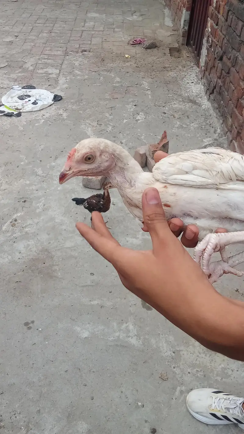 6 butiful. and healthy chicks. — photo 3