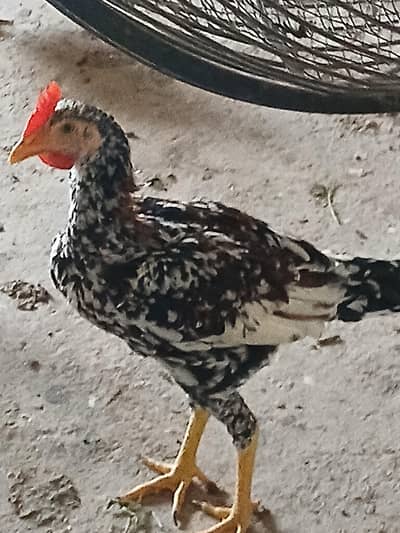 Home raised Aseel breed