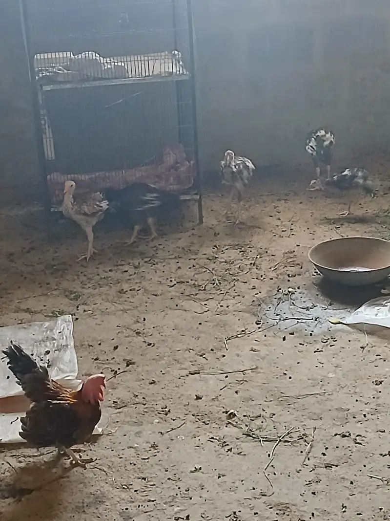 Home raised Aseel breed — photo 3