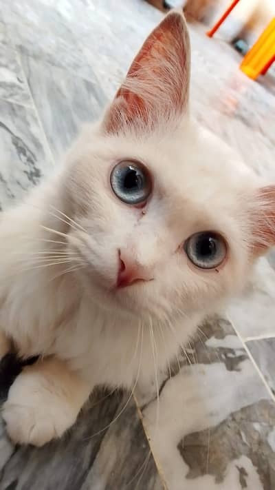 blue eye Persian cat