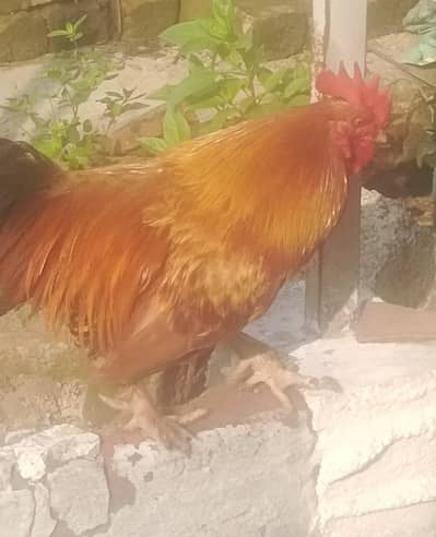 Desi Murga for Sale