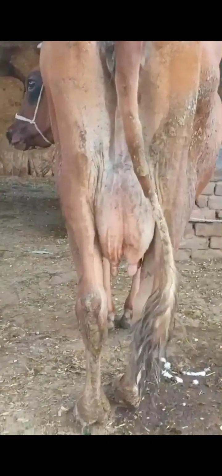 achi nasal k jnwar har janwar 12 kg milk — photo 2