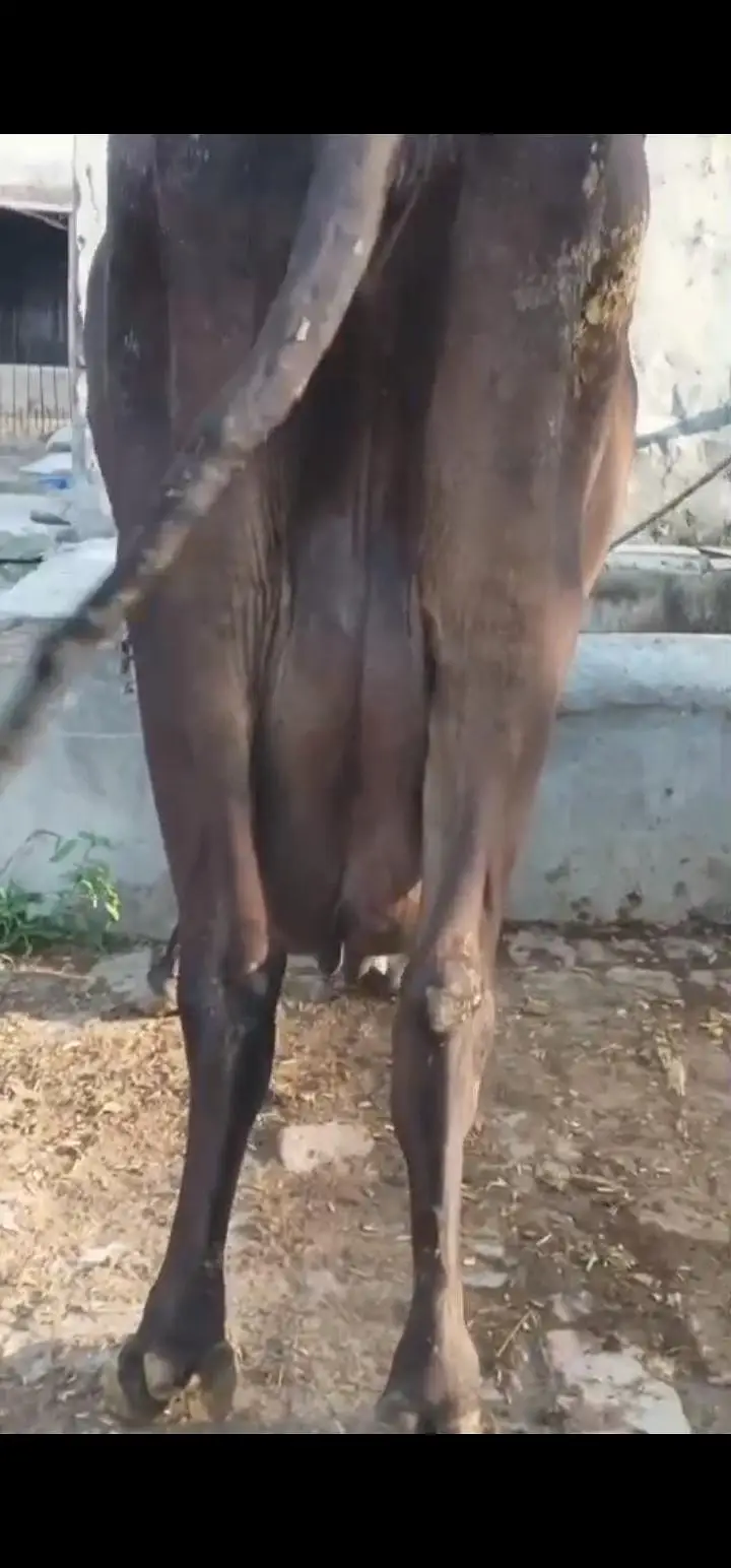 achi nasal k jnwar har janwar 12 kg milk — photo 3