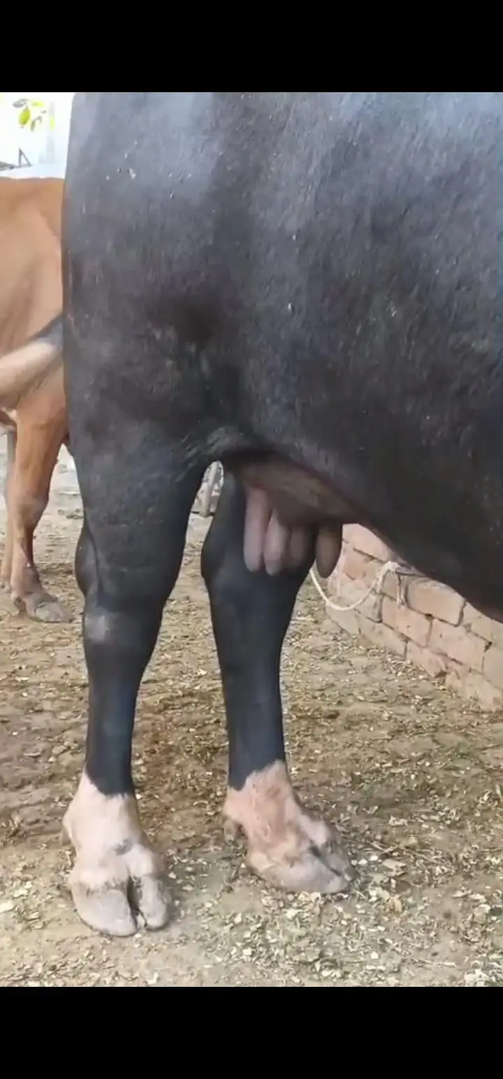 achi nasal k jnwar har janwar 12 kg milk — photo 4