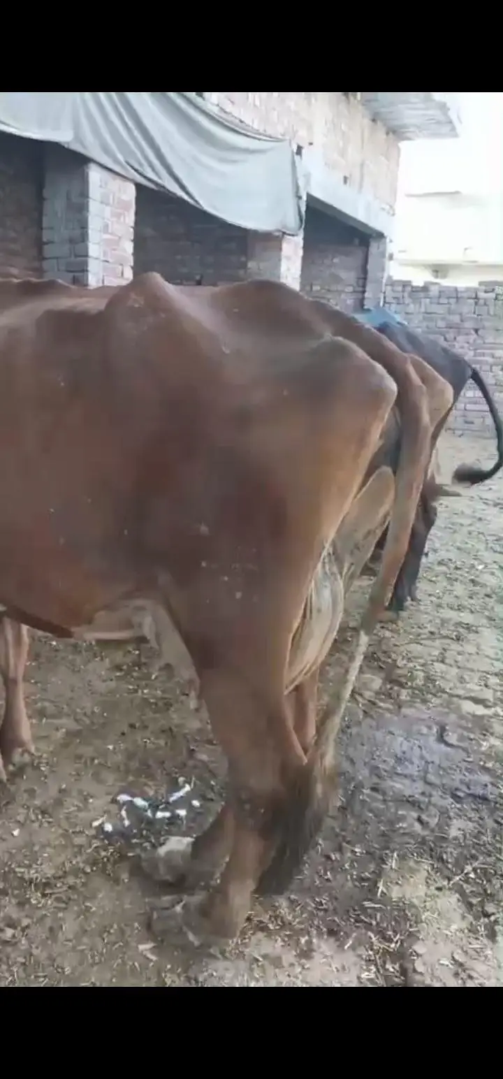 achi nasal k jnwar har janwar 12 kg milk — photo 5