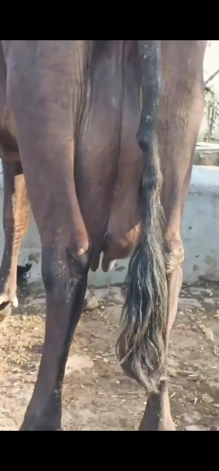 achi nasal k jnwar har janwar 12 kg milk — photo 6