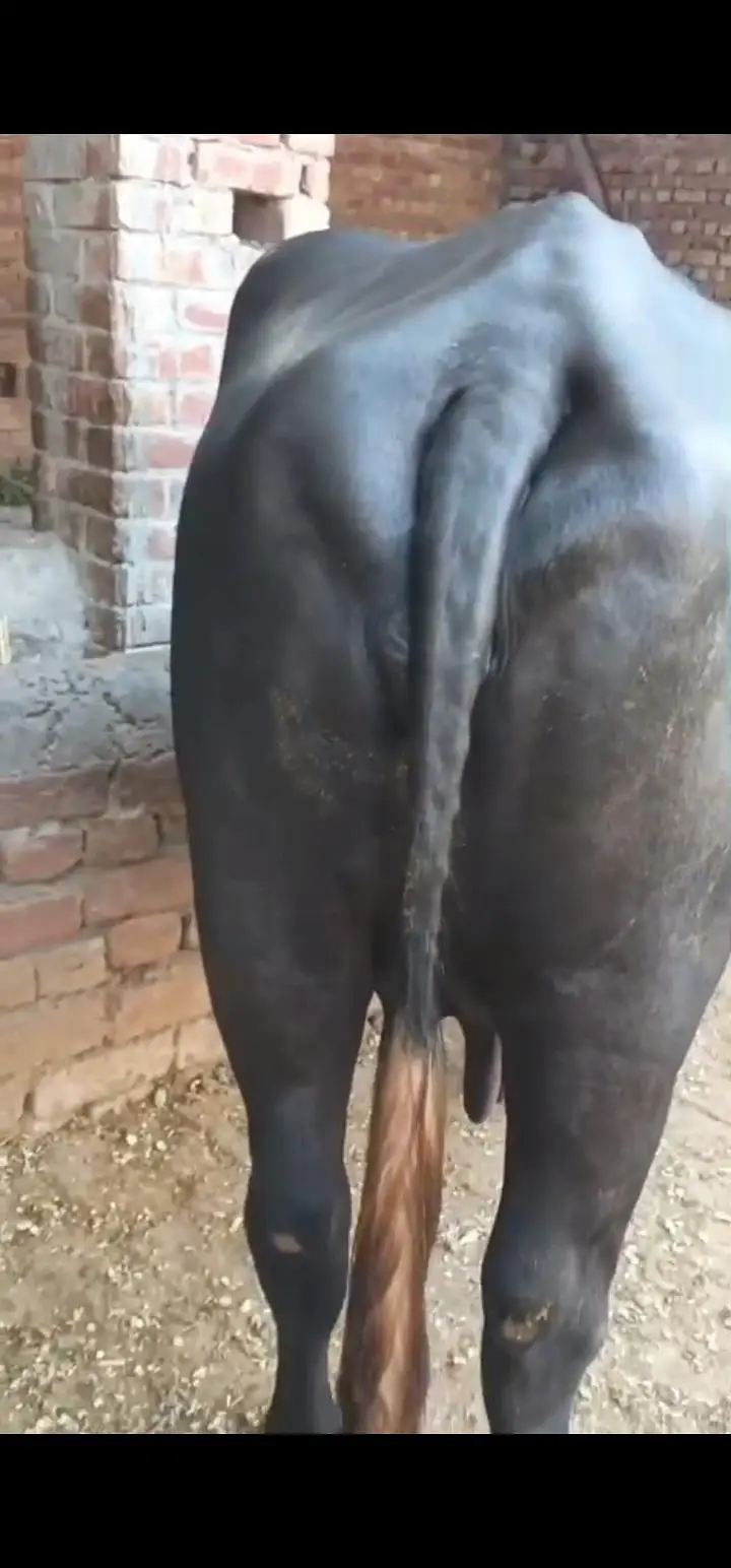 achi nasal k jnwar har janwar 12 kg milk — photo 7