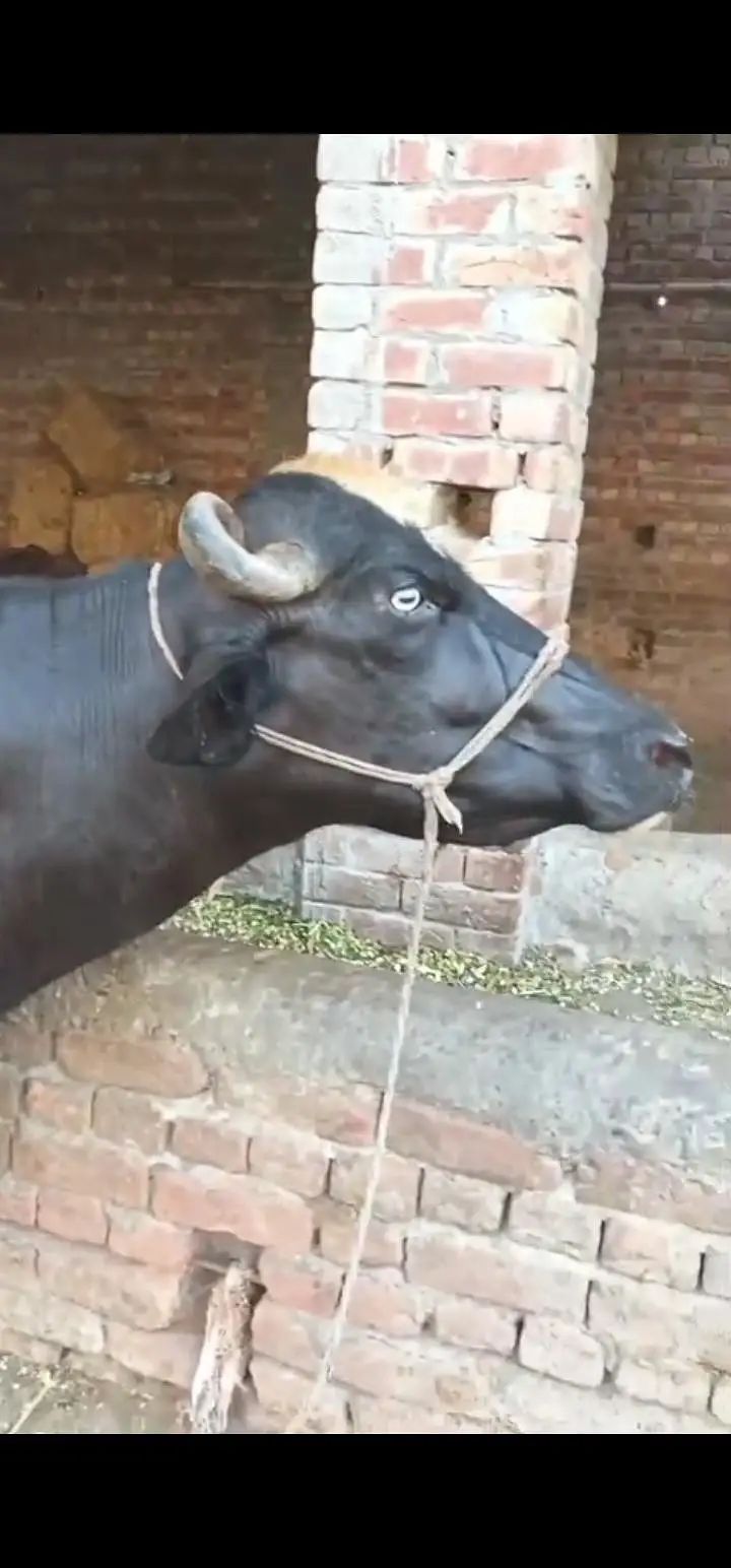 achi nasal k jnwar har janwar 12 kg milk — photo 8