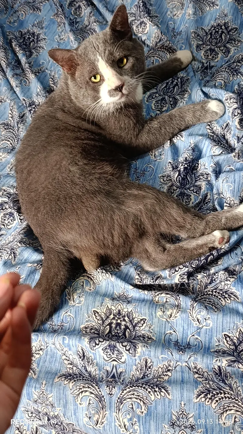 Cute & Healthy Grey White Cat for Sale Lahore
