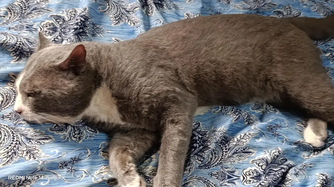 Cute & Healthy Grey White Cat for Sale Lahore — photo 2