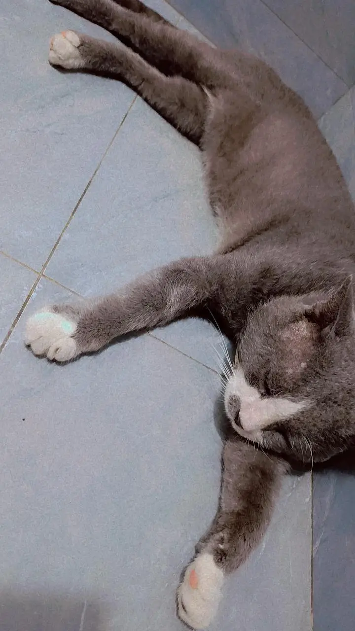 Cute & Healthy Grey White Cat for Sale Lahore — photo 3