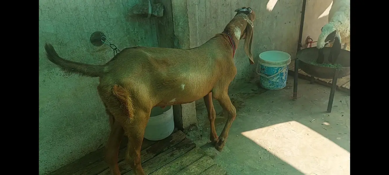 Golden makhi cheena. — photo 3