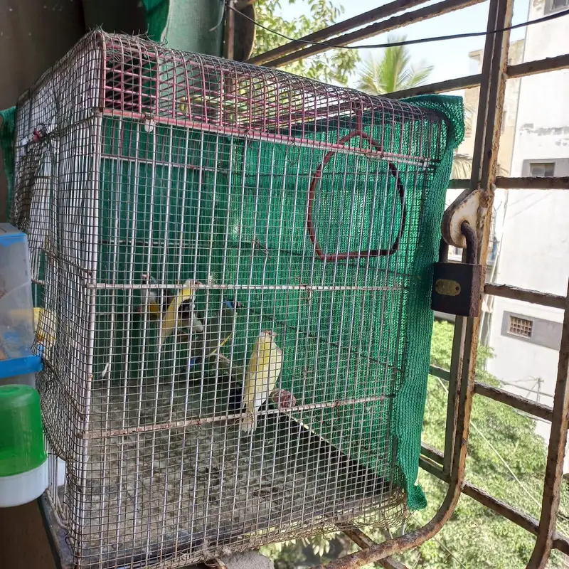 Cages — photo 2