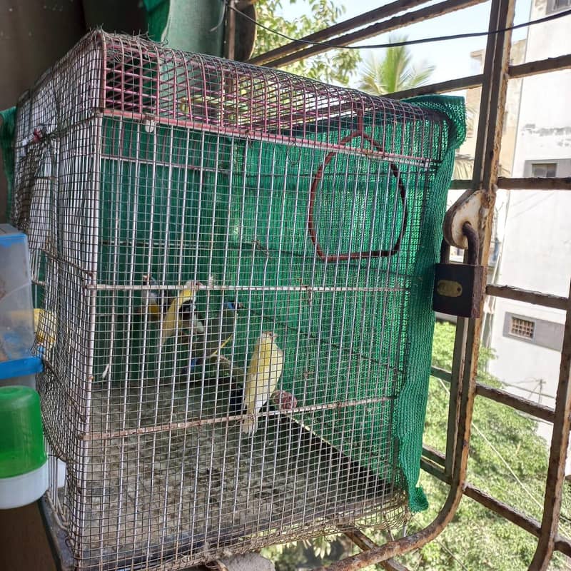 Cages 3