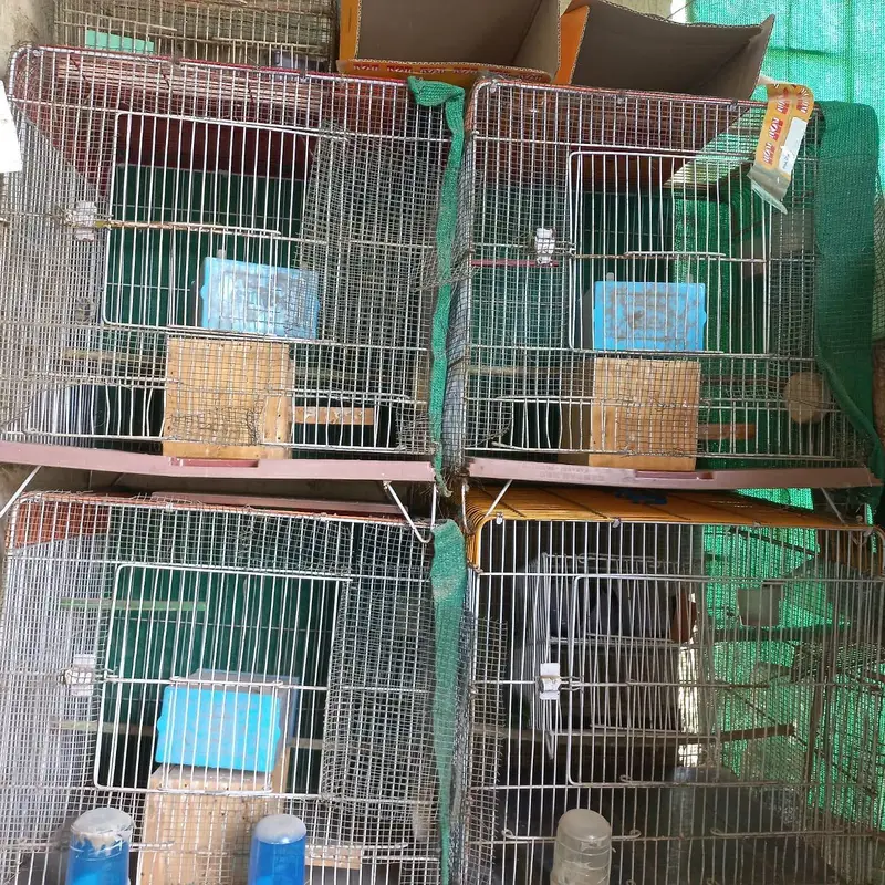 Cages — photo 5