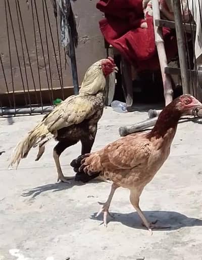 pasoo ke zrorat ha is Lia sale kr rha ha madii or naar joora ha
