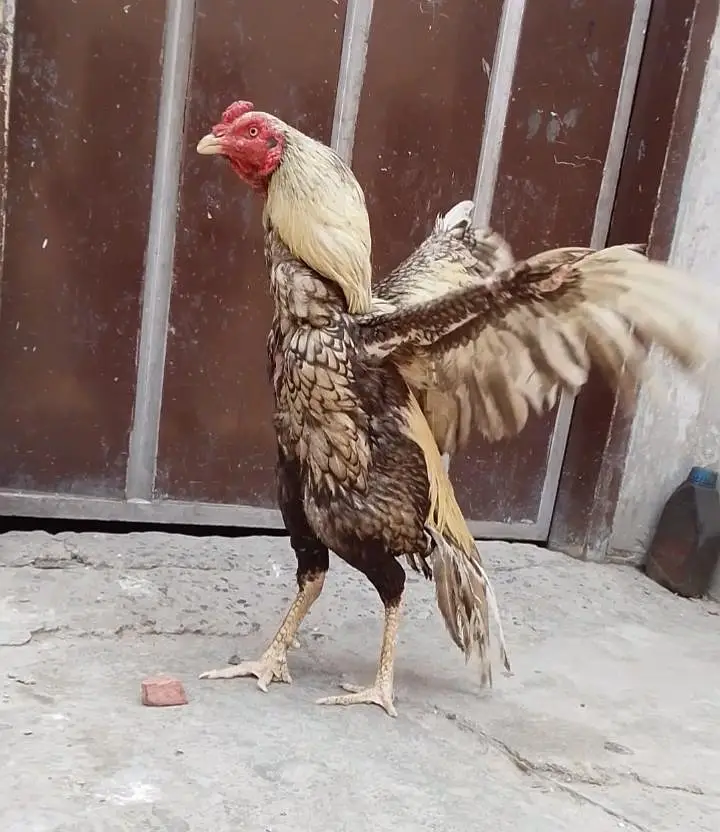 pasoo ke zrorat ha is Lia sale kr rha ha madii or naar joora ha — photo 2