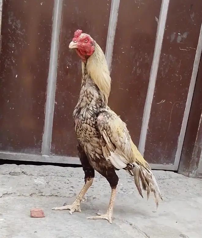 pasoo ke zrorat ha is Lia sale kr rha ha madii or naar joora ha — photo 3