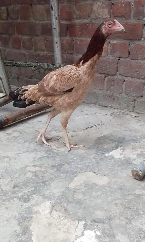 pasoo ke zrorat ha is Lia sale kr rha ha madii or naar joora ha — photo 4