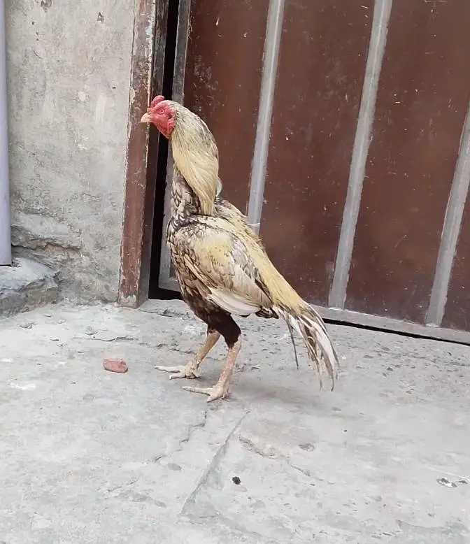 pasoo ke zrorat ha is Lia sale kr rha ha madii or naar joora ha — photo 5