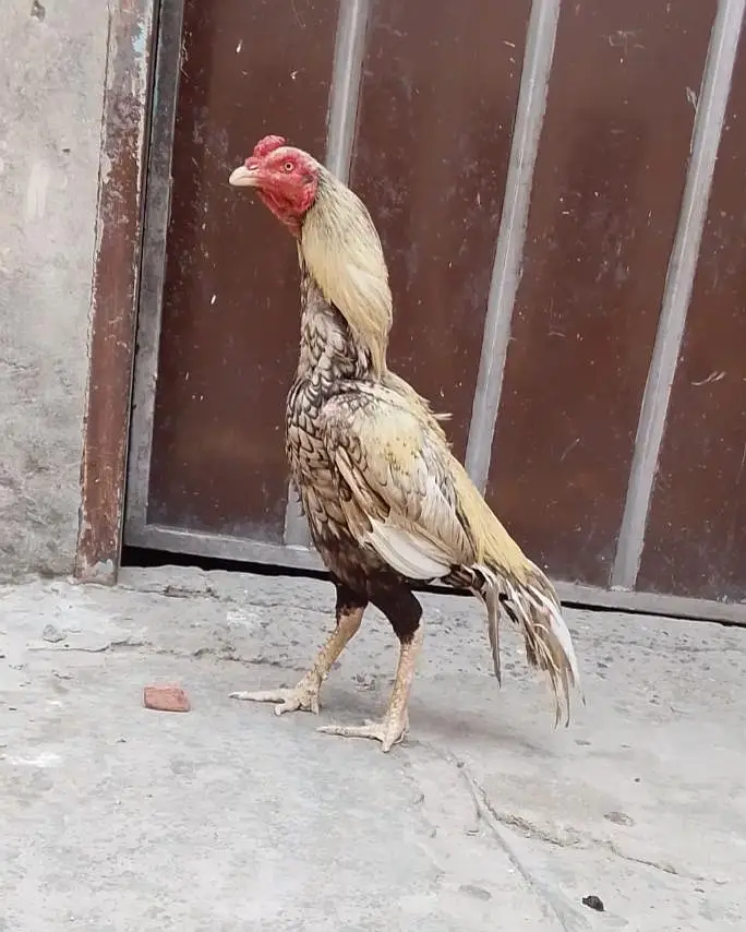 pasoo ke zrorat ha is Lia sale kr rha ha madii or naar joora ha — photo 6
