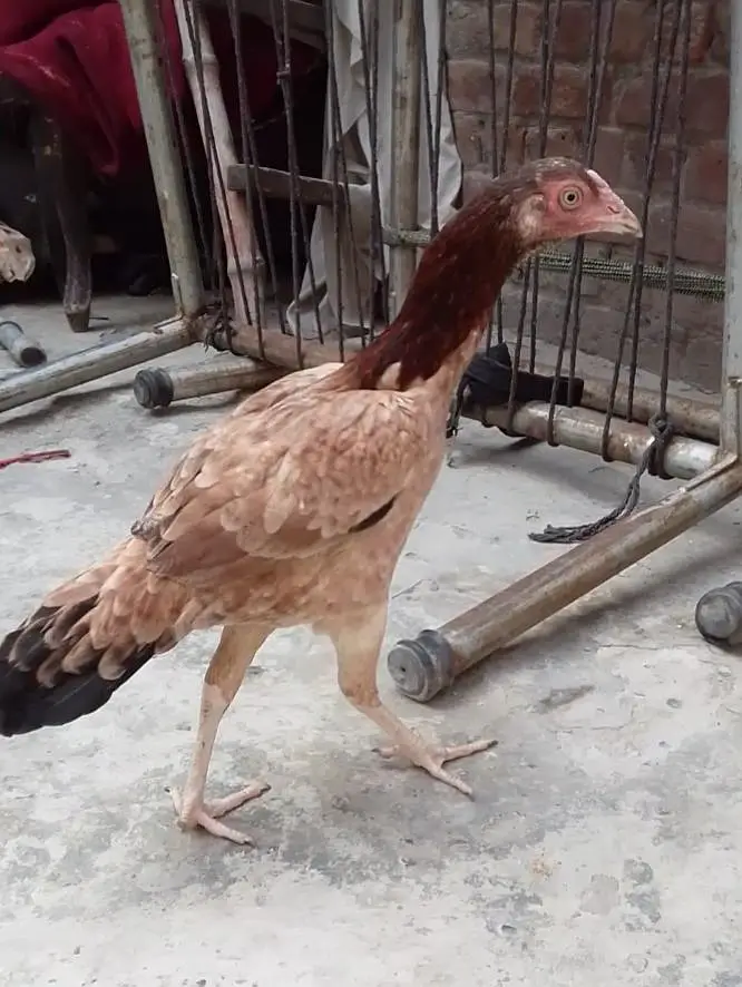 pasoo ke zrorat ha is Lia sale kr rha ha madii or naar joora ha — photo 7