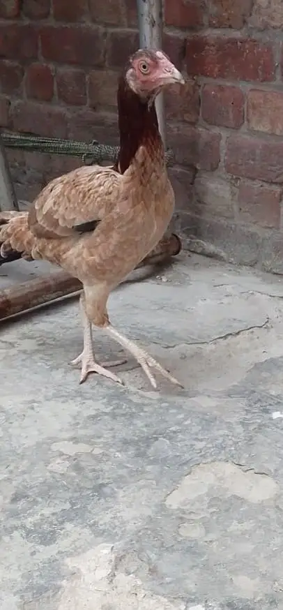 pasoo ke zrorat ha is Lia sale kr rha ha madii or naar joora ha — photo 8