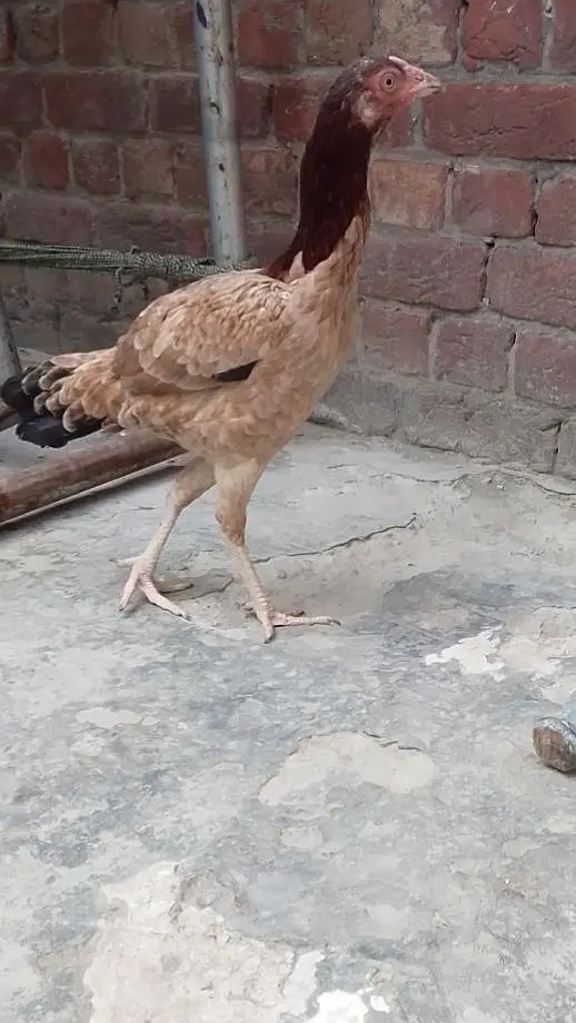 pasoo ke zrorat ha is Lia sale kr rha ha madii or naar joora ha — photo 9