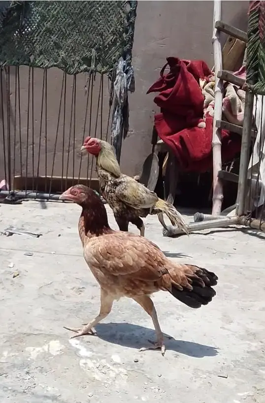 pasoo ke zrorat ha is Lia sale kr rha ha madii or naar joora ha — photo 10