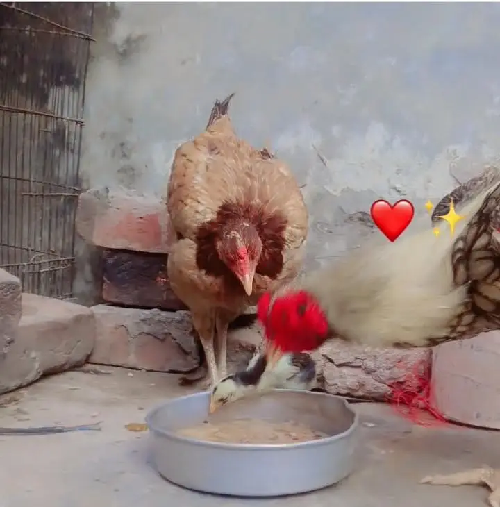 pasoo ke zrorat ha is Lia sale kr rha ha madii or naar joora ha — photo 11